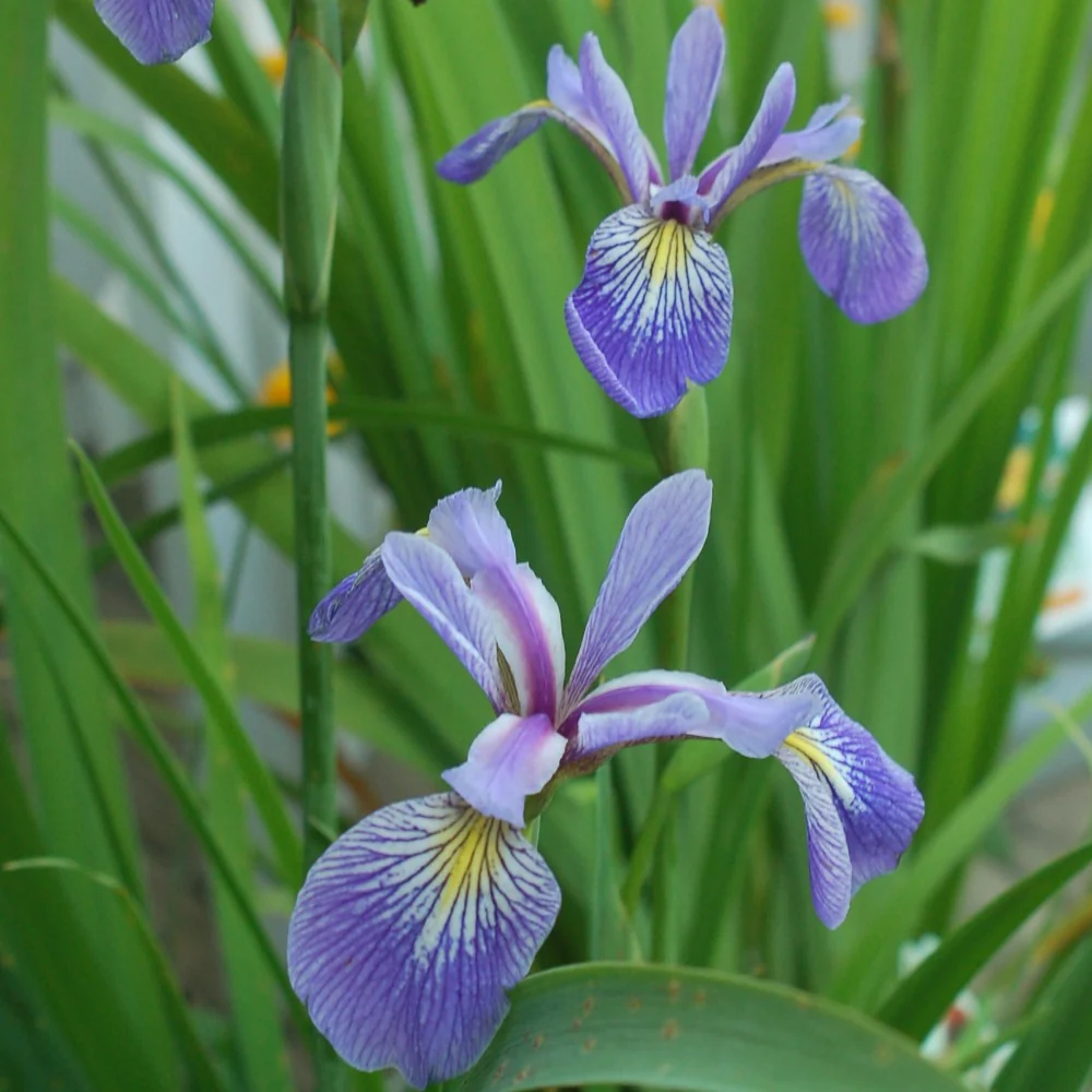 Iris