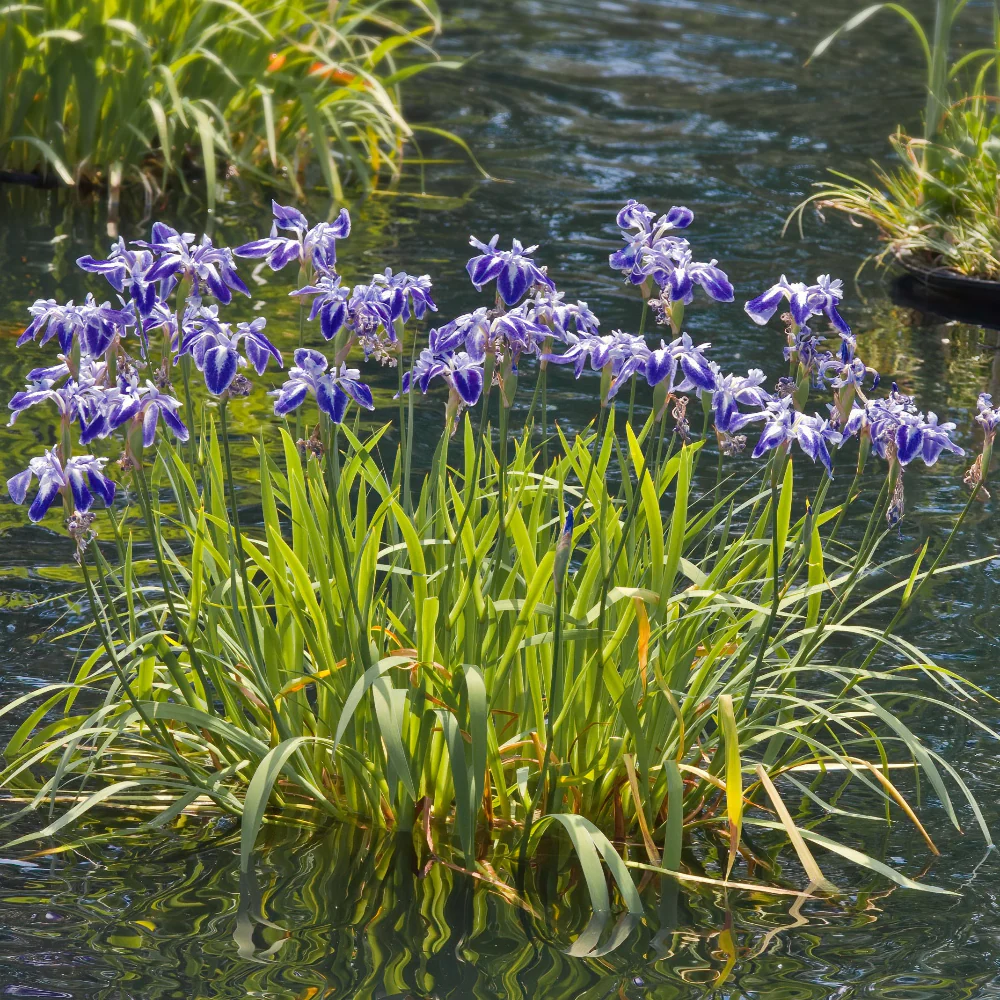 Deer Resistant Native Plants