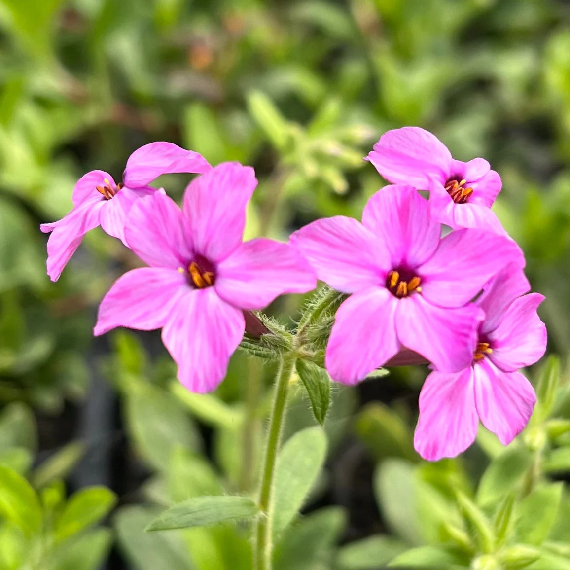 Native Perennials