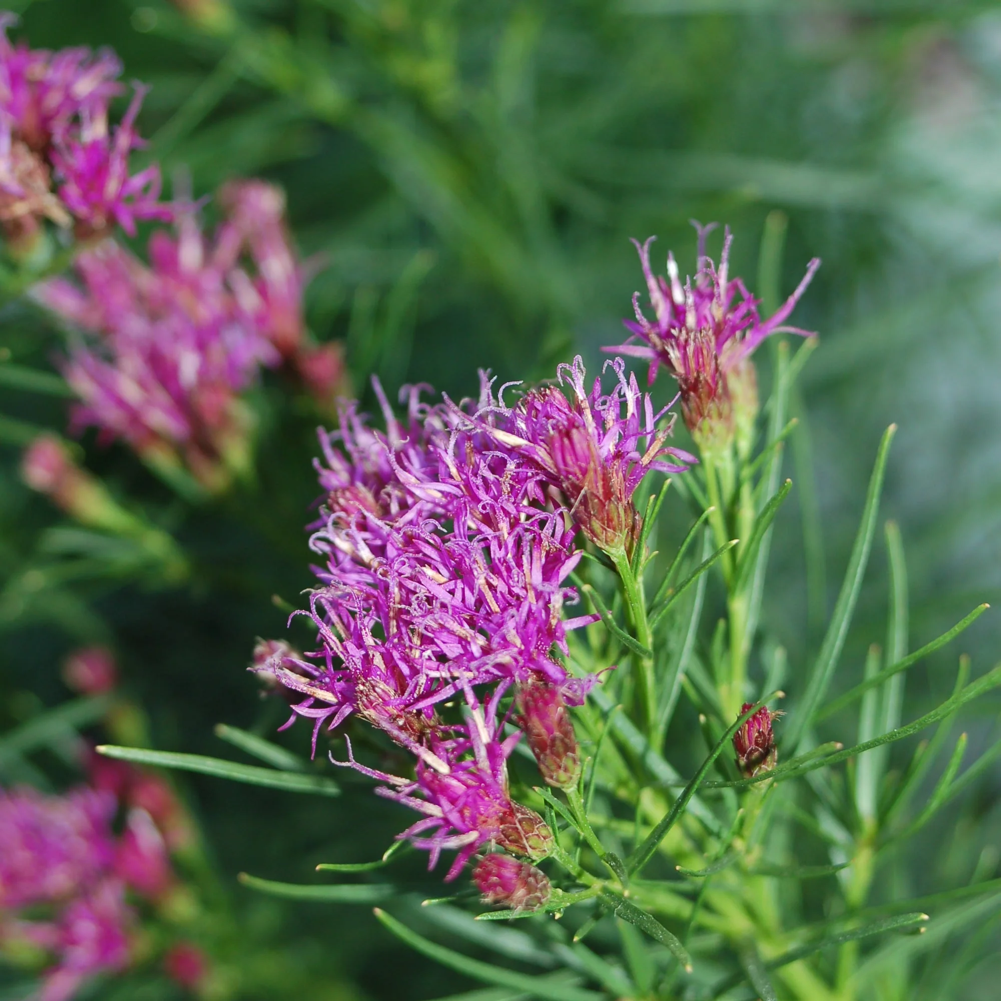 Butterfly Native Plant Collection