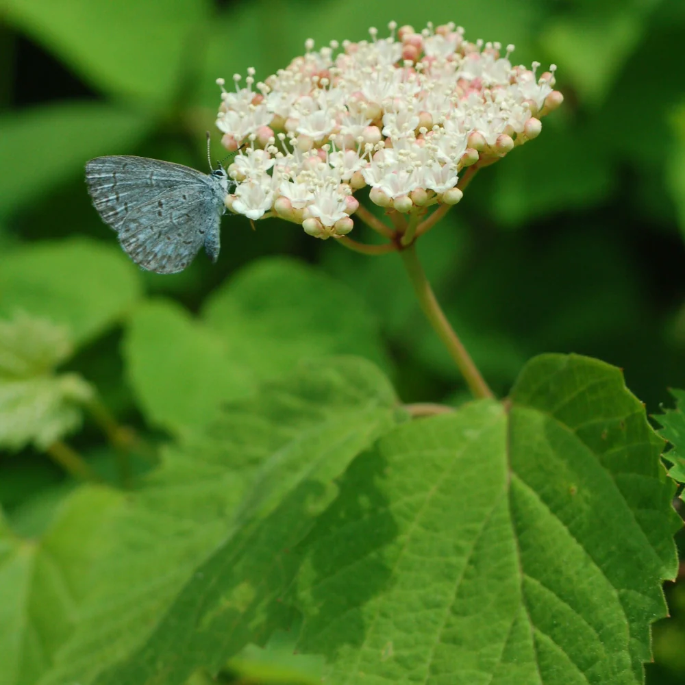 Summer Blooming Natives