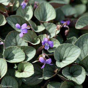 Shade Garden Native Plants